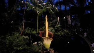 The NYBG Corpse Flower Bloom – Time Lapse [upl. by Tal]