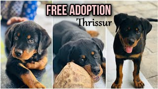 Free Adoption  Thrissur  Female Rottweiler Puppy  Pet adoption  Kerala Friendly Pets Malayalam [upl. by Acinoda767]