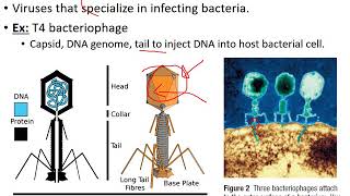 Viruses Viroids and Prions [upl. by Ultan]