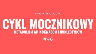 Cykl mocznikowy Metabolizm aminokwasów i nukleotydów [upl. by Anitnatsnok]