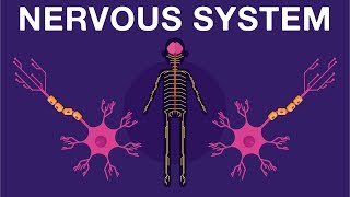 Nervous System  Get to know our nervous system a bit closer how does it works  Neurology [upl. by Emmott]