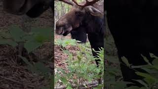 This moose was like what you looking at 😆😆😆😆 [upl. by Eidnew]