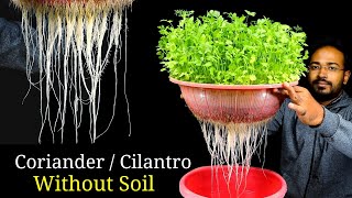 How to grow Coriander without soil  Coriander Dhaniya in hydroponic system [upl. by Suiram346]