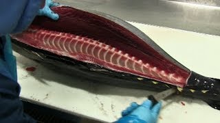 How to Fillet Tuna [upl. by Willock]