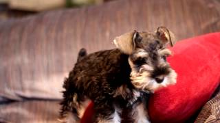 Miniature schnauzer puppy quotRemmyquot wants to get off the couch [upl. by Tallulah499]