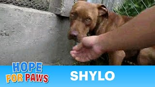 Helping Shylo get over her fears By Eldad Hagar pitbull [upl. by Imtiaz]