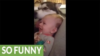 Baby has mind blown by howling husky [upl. by Vicki988]