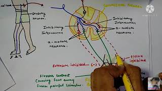 Stretch Reflex and Withdrawal Reflex with characteristics  only in 10 minutes [upl. by Eralc]