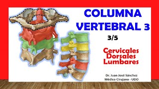 🥇 COLUMNA VERTEBRAL 35  Vertebras Cervicales Dorsales y Lumbares Fácil y Sencillo [upl. by Arreyt]