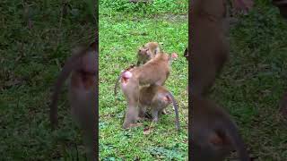 291 shorts shortvideo short monkey animal wildlife monkeylove viralvideo viralshort [upl. by Clellan]