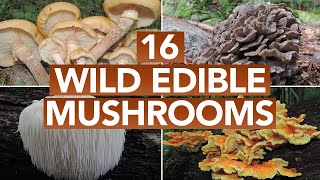 16 Wild Edible Mushrooms You Can Forage This Autumn [upl. by Trimmer]