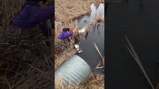 trapping muskrats on floats with Sarah [upl. by Bjorn]