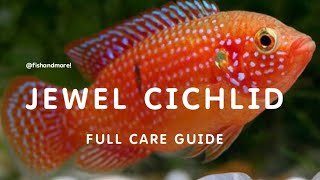 JEWEL CICHLID FULL CARE GUIDE  ALL ABOUT HEMICHROMIS or JEWEL CICHLIDS [upl. by Koeninger]