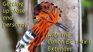 Review Of The Canon EF 14x II Extender With Sample Images [upl. by Nagam]