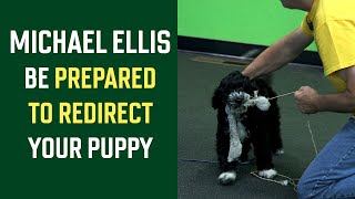 Michael Ellis on Be Prepared To Redirect Your Puppy [upl. by Zawde952]