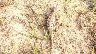 Fence lizard vs Fire ants [upl. by Droflim223]