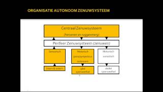 basisstof 6 autonome zenuwstelsel [upl. by Pardner106]