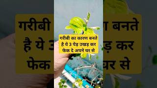 ye 3 ped kyun ukhad kr fek dena chahiyeyoutubeshorts amazingfacts viral bhakti astrofacts [upl. by Clea]