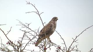 Common Buzzard Donna Nook Lincolnshire UK 261024 [upl. by Kyred]