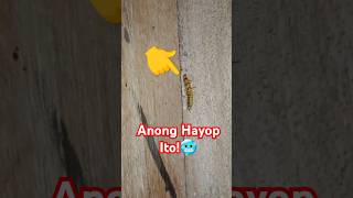 Anong Hayop ito maingztv [upl. by Naujled]