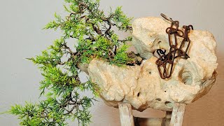 Bonsai Juniperus chinensis Itoigawa shohin hanging in a stone [upl. by Nuhsal]