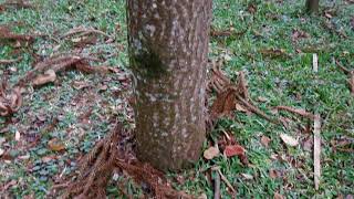 Araucária Araucaria angustifolia [upl. by Ciaphus]