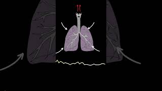 AUSCULTACIÓN PULMONAR Crepitantes ruidos pulmonares normales y anormales medicina shorts [upl. by Pasia884]