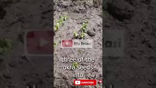 Introduction to Okra Farming in Ghana [upl. by Tabby495]