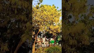 Khubsurat amaltas golden shower tree ✨💛✨ shorts shots nature amaltas [upl. by Peers65]