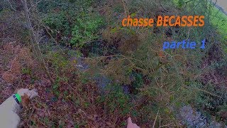 Chasse BECASSE en Bretagne [upl. by Ardelis679]