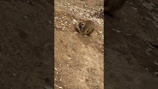 Meerkat at the cincinnatizoo [upl. by Etneciv]