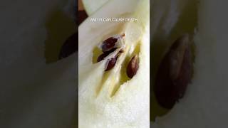 The Truth About Apple Seeds apples poison truth [upl. by Kind100]