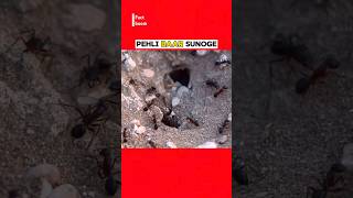 Ants ke pass fefde nhi hote facts factshorts [upl. by Hsuk500]