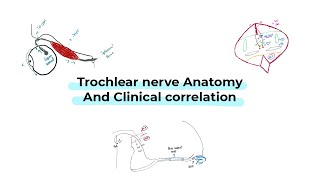 Trochlear nerve anatomy and clinical correlation شرح بالعربي [upl. by Asial]