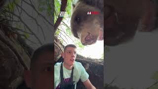 🐻 Un Youtubeur Serbe se retrouve nezànez face à un ours [upl. by Abel]