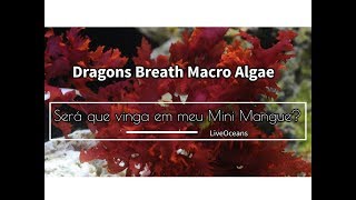 Dragons Breath Macro Algae  Será que vai vingar no meu Mini Mangue [upl. by Isis]