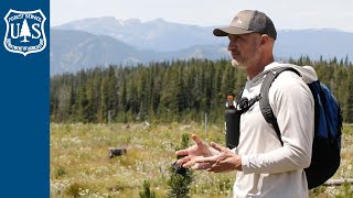 The Importance of Whitebark Pine and Wildlife [upl. by Vale]