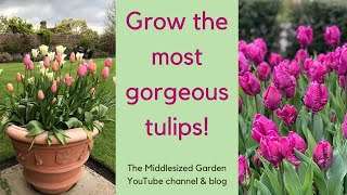 How to choose plant and grow tulips [upl. by Raddy777]