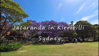 Jacaranda in Kirribilli Sydney [upl. by Fidole]