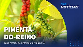 Pimentadoreino tempero do agronegócio e da economia capixaba [upl. by Eanej]