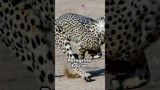 Speed Showdown Peregrine falcon vs cheetah 🦅🦅🐆🐆🐾🐾 subscribe wildanimalfacts trending [upl. by Aimej]