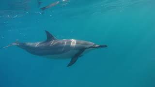 Sound Bath with Spinner Dolphins [upl. by Adniuqal]