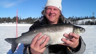 STORUMAN FISHING Poledinė žūklė šiaurės Švedijoje [upl. by Ameerak]