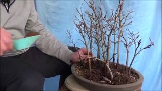 Bonsai 20195  Fagus sylvatica  ein kleiner Wald aus Rotbuchen wird größer [upl. by Rintoul926]