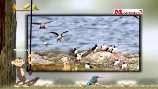 Birds with Sounds Part  5  English Animation Video for Kids [upl. by Simpson909]