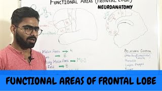 FUNCTIONAL AREAS OF FRONTAL LOBE  NEUROANATOMY OF CEREBRUM PART 4 [upl. by Marzi820]