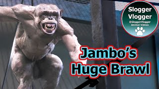 Jambo The Hairless Chimp In A Huge Brawl Which Caused More Injuries [upl. by Adriaens]