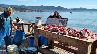 Vídeo 2 170720 Pescaria em GaropabaSC um colorido de peixes para satisfazer os clientes [upl. by Ailad]