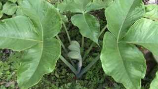 春海岸に近い湿った林の中で花を咲かせたムサシアブミ Arisaema ringens [upl. by Aniham895]