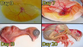 Embryo Growth From 1 To 21 Day  Development of Egg Yolk To Chick [upl. by Laemsi680]